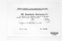 Ramularia barbareae image